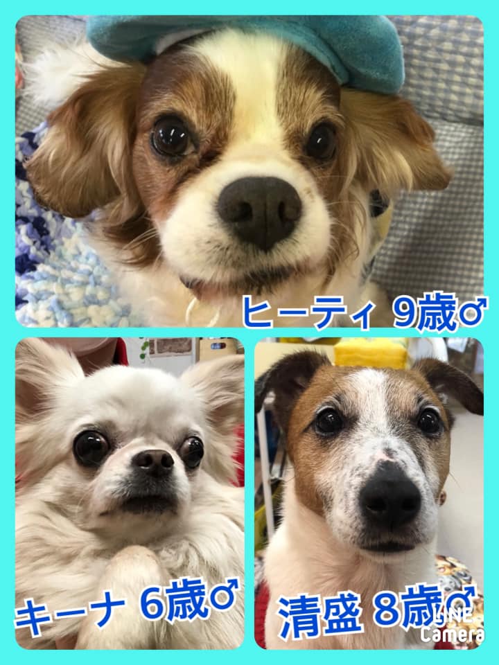 🐾今日の里親様募集中ワンコ🐶メンバーです🐾2021,1,6